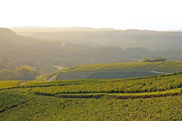 Collines de vignes, Vin de Chablis, près d'Auxerre par temps brumeux