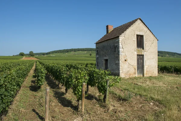 Vignoble à Beaune avec petite maison de vigneron, France.