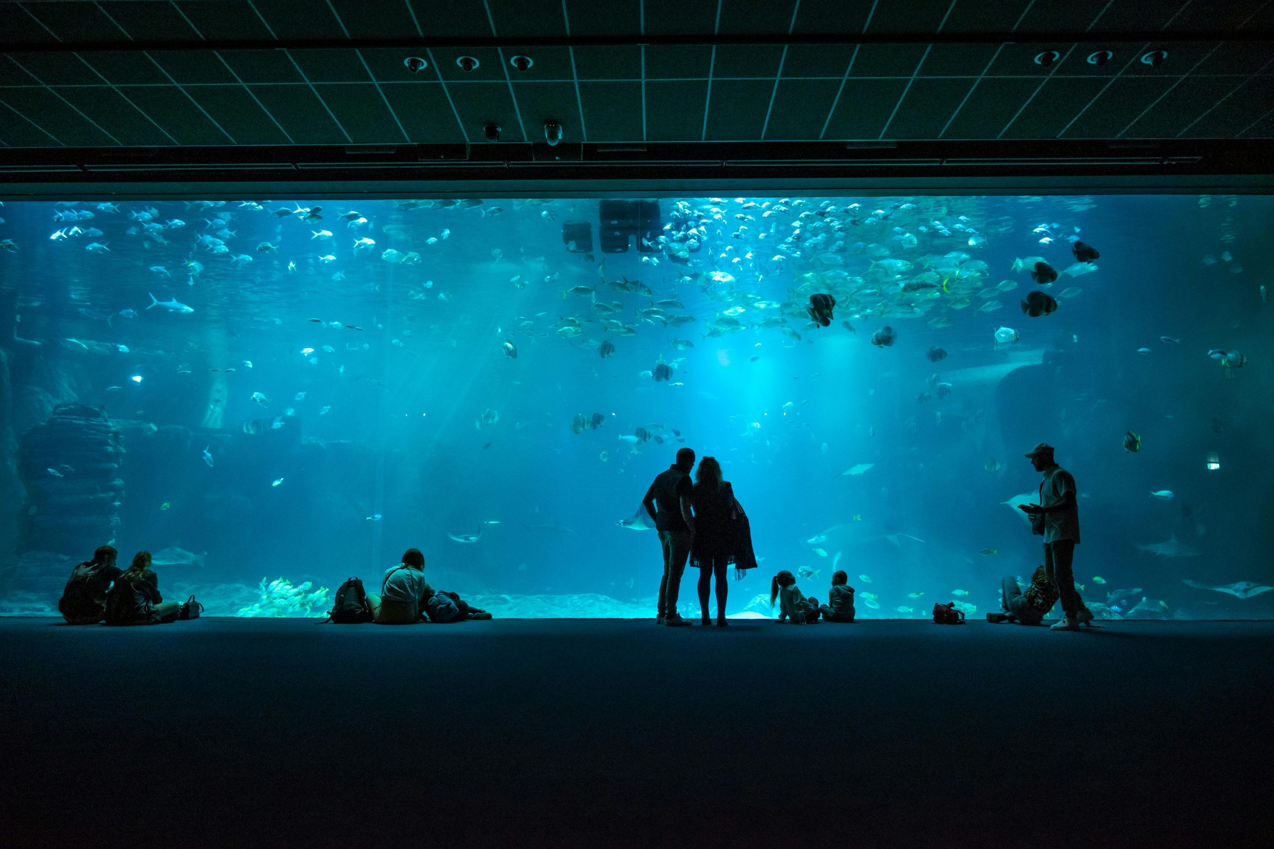 Les visiteurs se dessinent en silhouette devant un grand aquarium rempli d'une vie marine diversifiée.