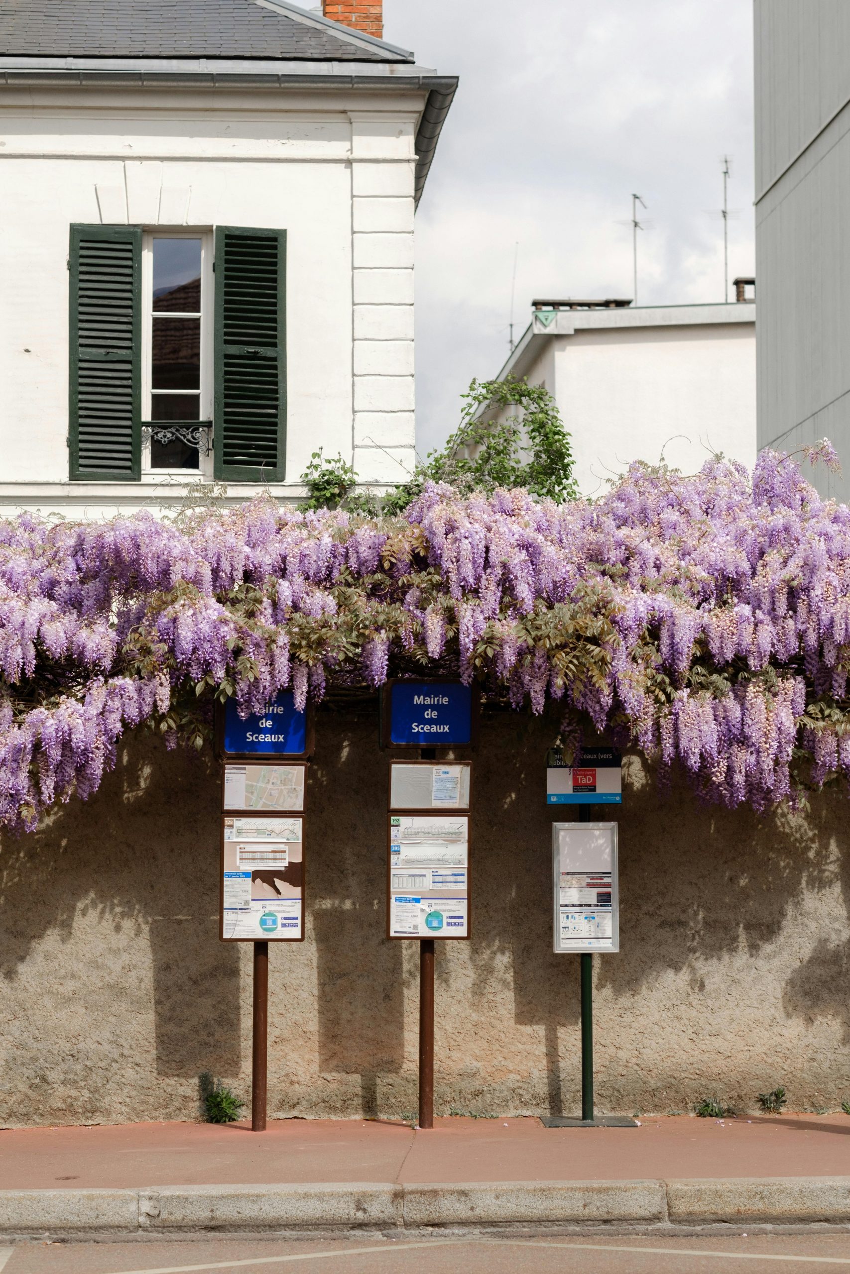 Des fleurs de glycine violettes tombent en cascade sur un mur de rue avec des panneaux d'information dans une rue urbaine.